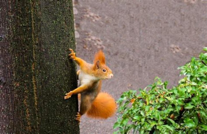 Baby Squirrel Noises Meaning Hasma
