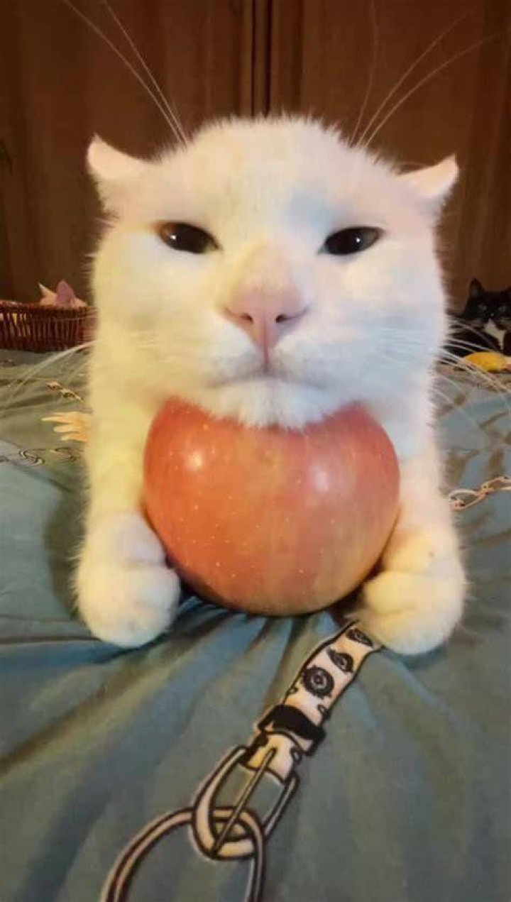 Cat With Apples Know Your Meme
