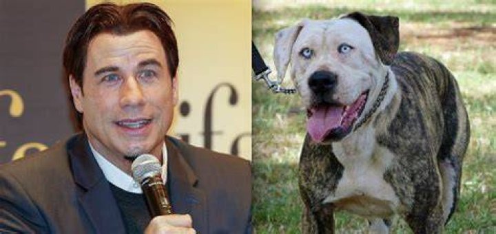 Dog resembling John Travolta Dog resembling John Travolta