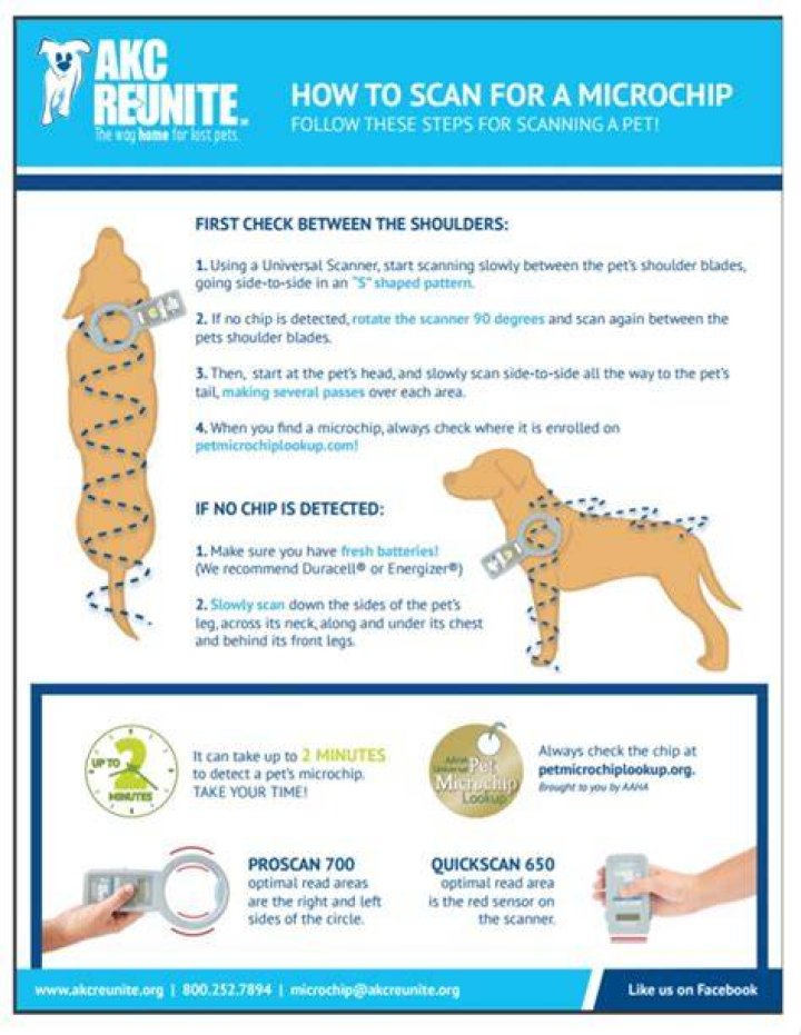 dog with a microchip dog with a microchip