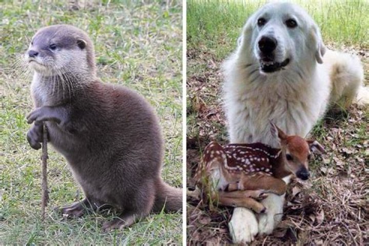 funny animals that look like celebrities funny animals that look like celebrities