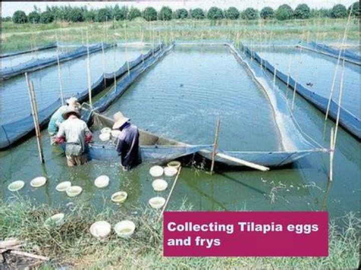 Group photo at Tilapia Hatchery Centre