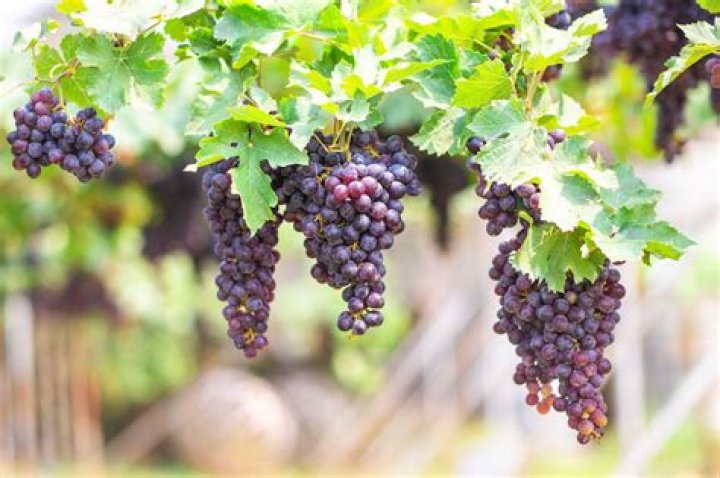 Pie Wine growth